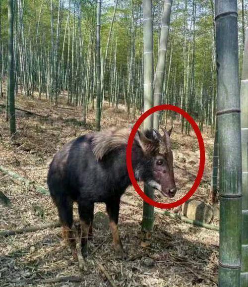 四不像正版与正版四不像，探究网络时代的版权迷思，网络时代下的版权迷思，四不像正版与正版四不像的探究