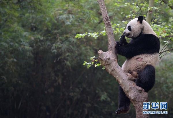 澳门四不像网凤凰318，澳门四不像网凤凰318，独特视角揭秘澳门风采
