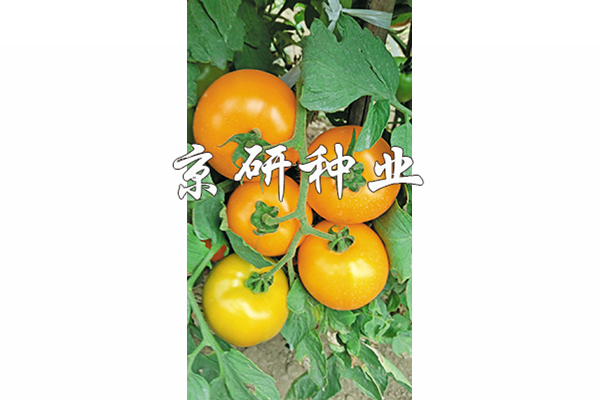 三肖三期必出特肖资料香港，香港三肖三期必出特肖资料揭秘
