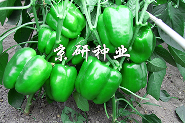 香港六消中特期期谁，香港六消中特期期谁揭晓？