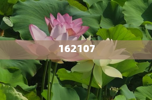 揭秘，2025澳门今晚必开一肖的神秘面纱，揭秘，2023年澳门今晚必开一肖的神秘面纱揭晓