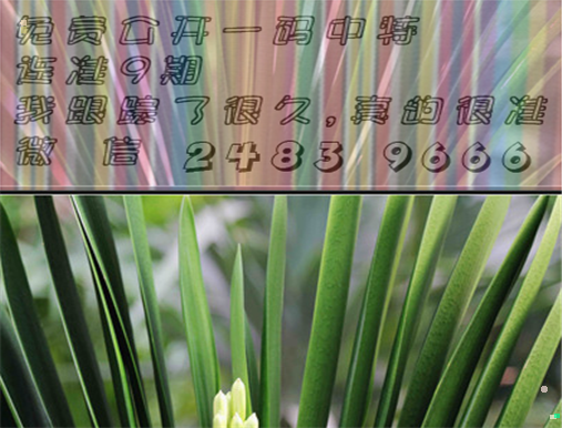 黄大仙三肖三码必中三，黄大仙三肖三码必中秘诀揭秘