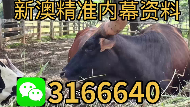 2025今晚澳门开特马四不像，澳门今晚特马四不像揭晓，2025年独家预测