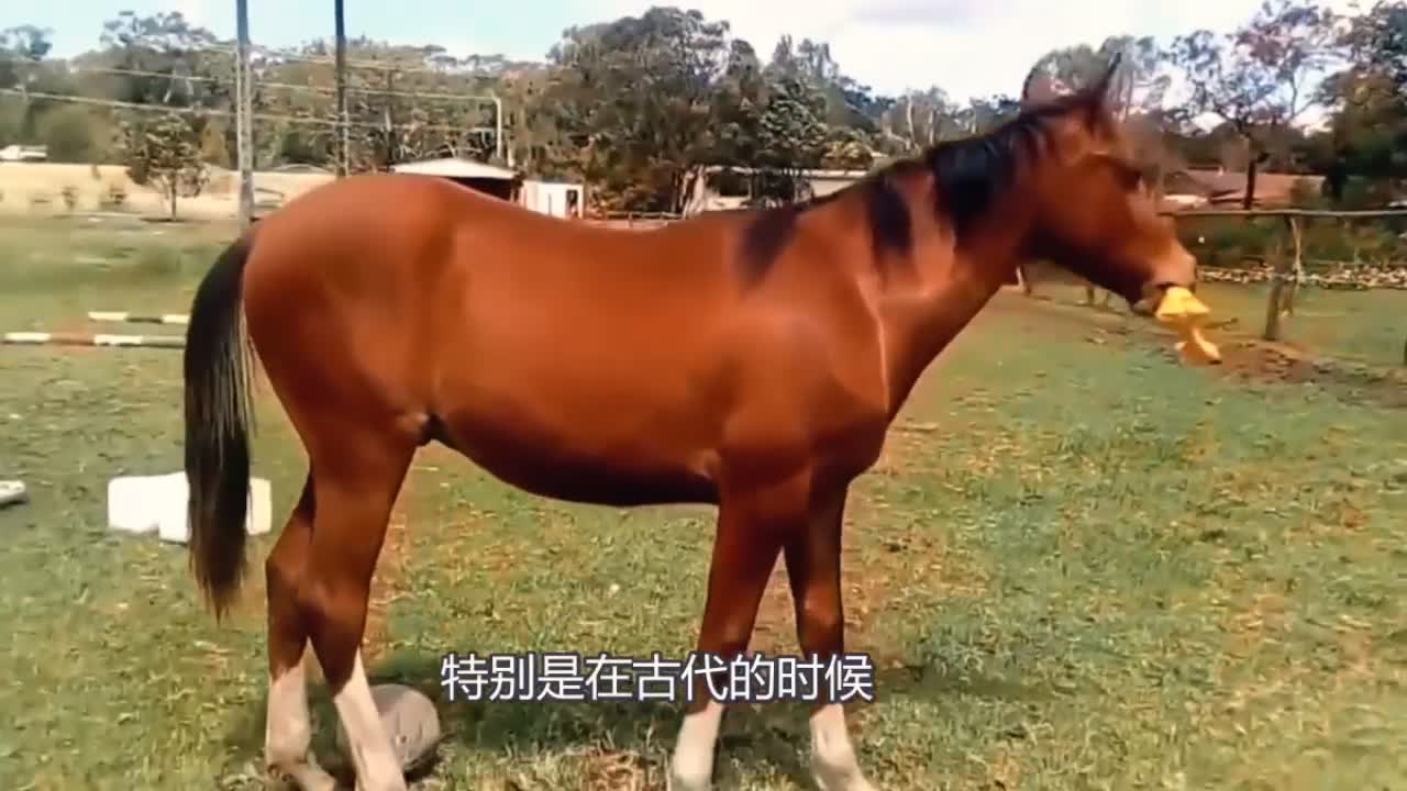 7777788888精准马会传真图，精准马会传真图揭秘，独家解析77777与88888的神秘交汇