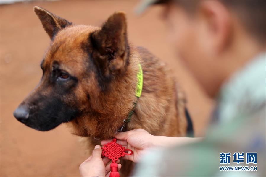 黑狼被选为中国警犬LOGO形象犬黑狼被选为中国警犬LOGO形象犬，背后的故事与意义